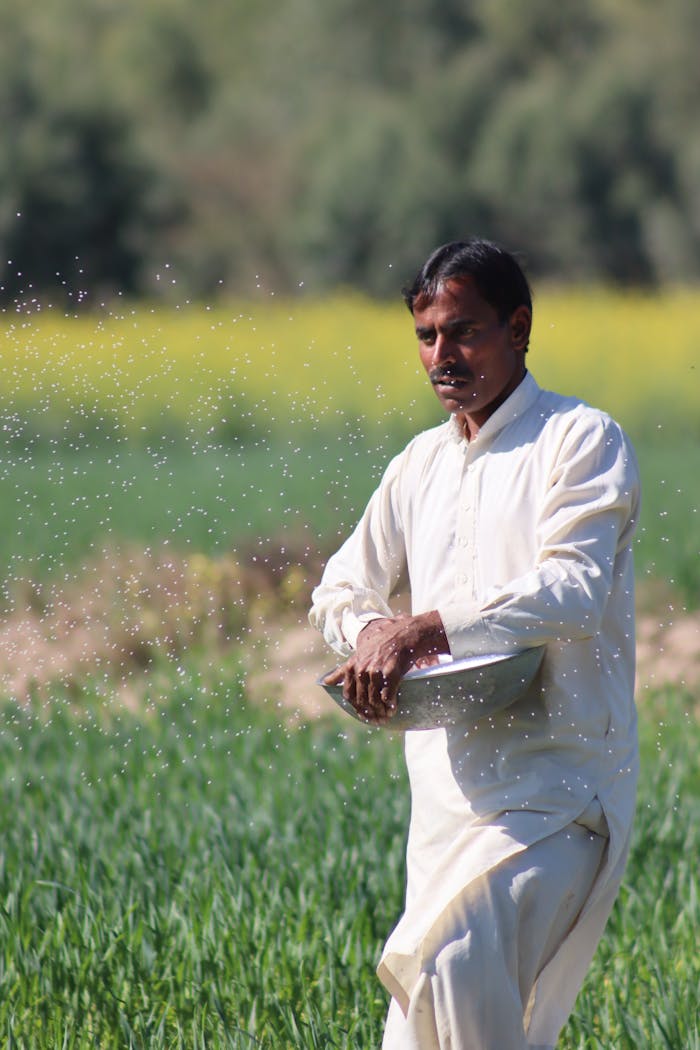 A farmer dressed in traditional attire spreads seeds in a bright green field.